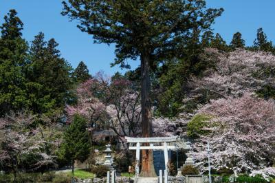 牛牧神社の桜と巨大杉| 階段の真ん中に巨木が立っています。