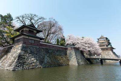 諏訪の浮城| 石垣から流れ落ちる桜