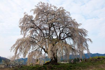 半円形の綺麗な形をしています。村役場のすぐ傍にある桜です。