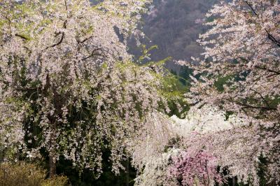 貞麟寺境内の桜| 境内には数多くの桜があります。