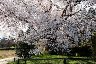 松源寺の桜| 