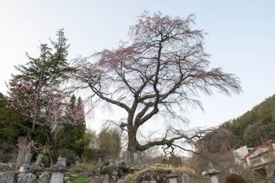 黒船桜| お墓を守るように立つ桜