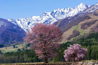 残雪の峰と二本並んで咲く桜。