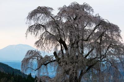 水中のしだれ桜・夕景| 夕暮れどき遠くに飯綱山が見えました。