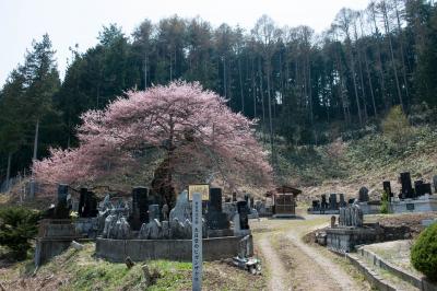 墓地に立つ、大日堂のヒガンザクラ| お墓を守っている桜です。