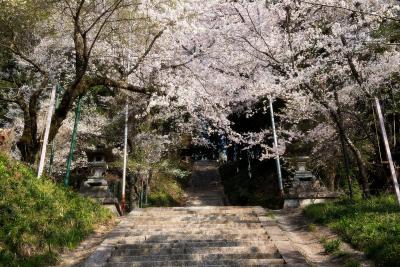 飯沼石段桜| 桜のトンネルと階段