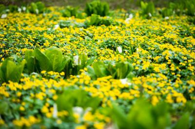 水芭蕉を囲んで| リュウキンカの間に水芭蕉が咲いています。