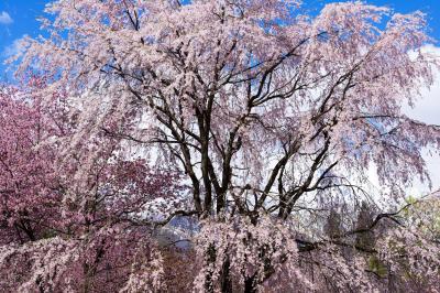 春は桜が咲き競います。