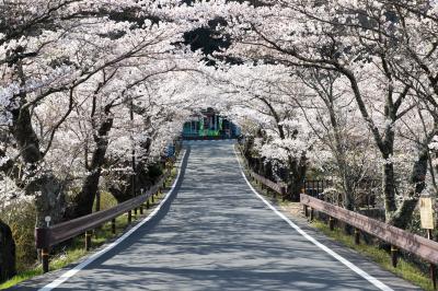 天竜川を渡る| 坂戸橋の桜トンネルは春の名物。