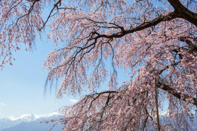 栖林寺のしだれ桜と中央アルプス| 青空に浮かぶ雲と桜が美しい