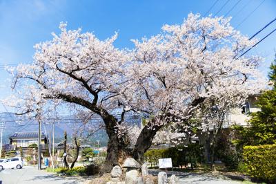 原田の桜| 道路の真ん中にあります。