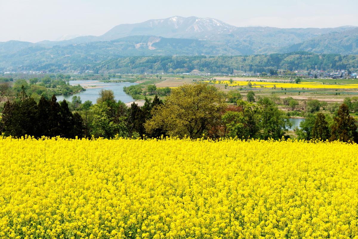 菜の花畑と斑尾山 千曲川と斑尾山が見えます。川の対岸の河川敷にも菜の花が植えられています。