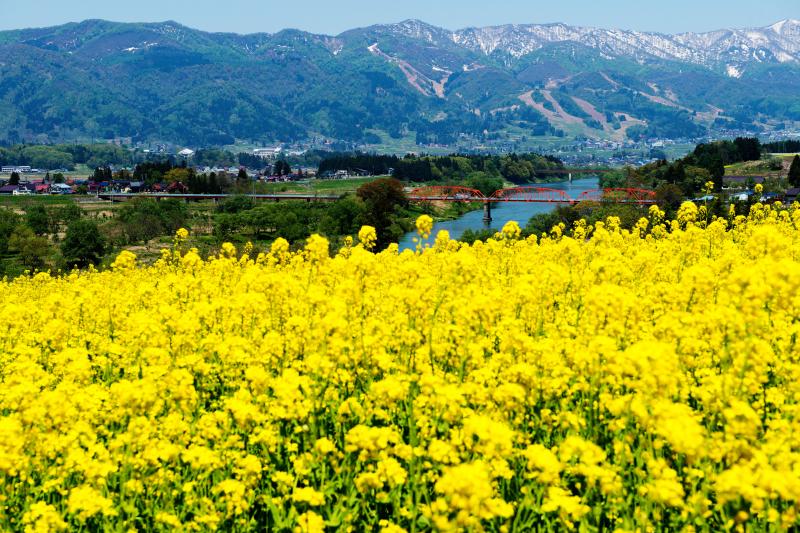 [ 菜の花に囲まれて ]  菜の花畑の向こうには千曲川と残雪の山々が見えます。