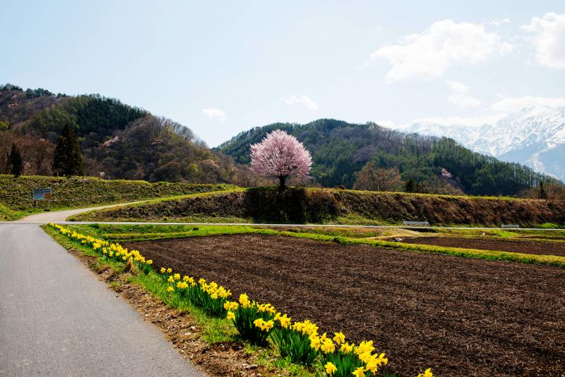 [ 野平の桜 ]  