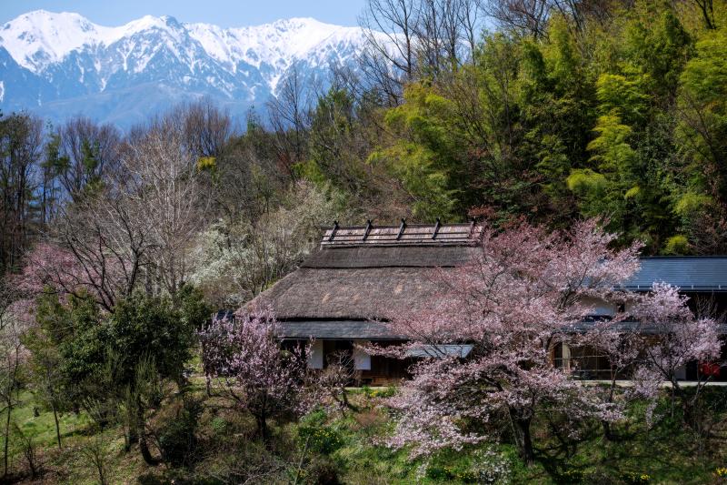 [ 中川村の春風景 ]  茅葺と桜と残雪の中央アルプス。絵になりますね。