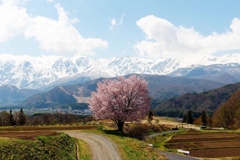 [ 野平の桜　全景 ]  道路から少し登った高台にあります。