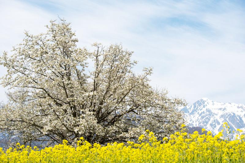 [ 四十九院のこぶしと白馬連邦 ]  菜の花と残雪の山に囲まれて