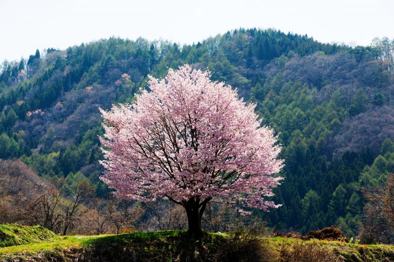 残雪の白馬三山と桜の大パノラマ 野平の桜 訪問記 ピクスポット 絶景 風景写真 撮影スポット 撮影ガイド カメラの使い方