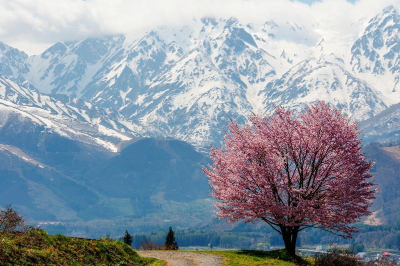 残雪の白馬三山と桜の大パノラマ 野平の桜 訪問記 ピクスポット 絶景 風景写真 撮影スポット 撮影ガイド カメラの使い方