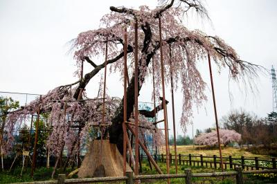 神田の大糸桜・全景| 古木ならではの味があります。