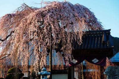 ボンボリ桜| 半円形が美しい桜です。山門を守るように花を付けています。