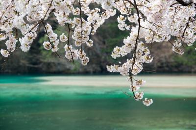 駒場ダムの桜| エメラルドグリーの水が神秘的