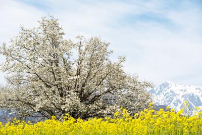 四十九院のこぶしと白馬連邦| 菜の花と残雪の山に囲まれて