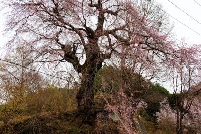 西光の枝垂桜| 高台にあります。桜の周りに電線が何本もありました。