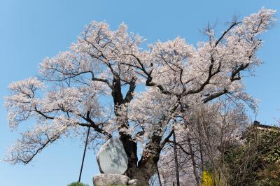 水佐代獅子塚のエドヒガン| 古墳の上から天高く枝が伸びています。