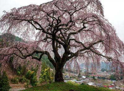 春を待ちて| 高台に立つ孤高の桜。丘の上から街を見守っているようです。