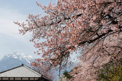 清春の桜群と甲斐駒ケ岳| 天気が良いと甲斐駒ケ岳が見えます。