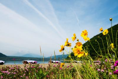 西湖の湖畔| 湖畔に黄色い花が咲いていました。
ボートが綺麗に並べられています。