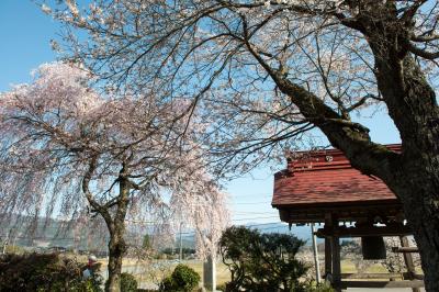 祐源禅寺の桜| 鐘つき堂があります。