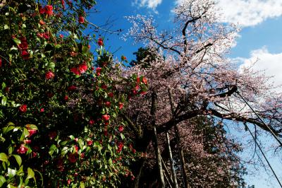 ツバキと桜と青空と| ツバキと並んで咲いている桜です。