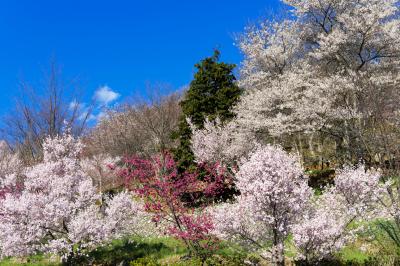 塩山ふれあいの森の桜| 山の斜面にたくさんの桜があります。