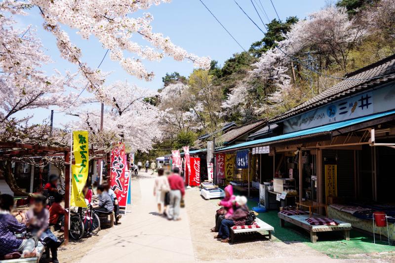 [ 臥竜公園の桜 ]  