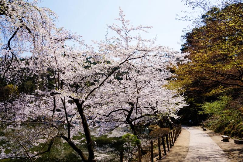 [ 臥竜公園の桜 ]  