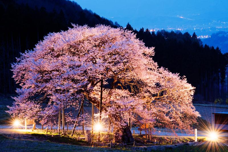 [ 輝満ちて ]  闇に浮かび上がる美しき桜と遠くの街灯り。