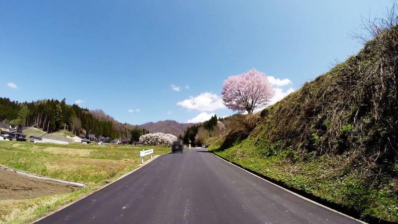 [ 野平の桜 ]  