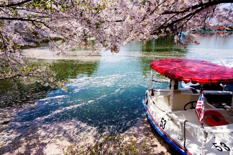 [ 花いかだを揺らして ]  桜の中でのボート遊びは楽しそうです。