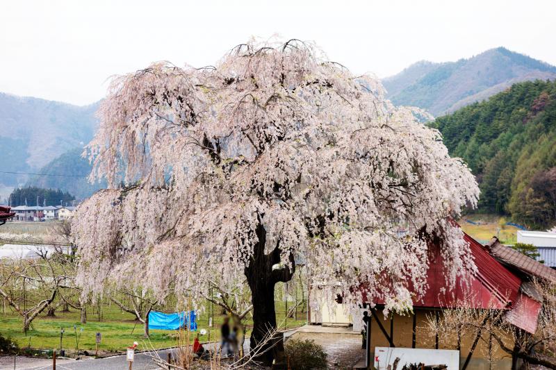 [ 中塩のしだれ桜 ]  