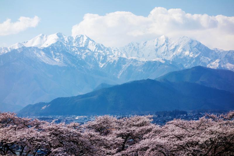 [ 大町霊園の桜と残雪の北アルプス ]  桜越しに大町の町並みと北アルプスが一望できます。