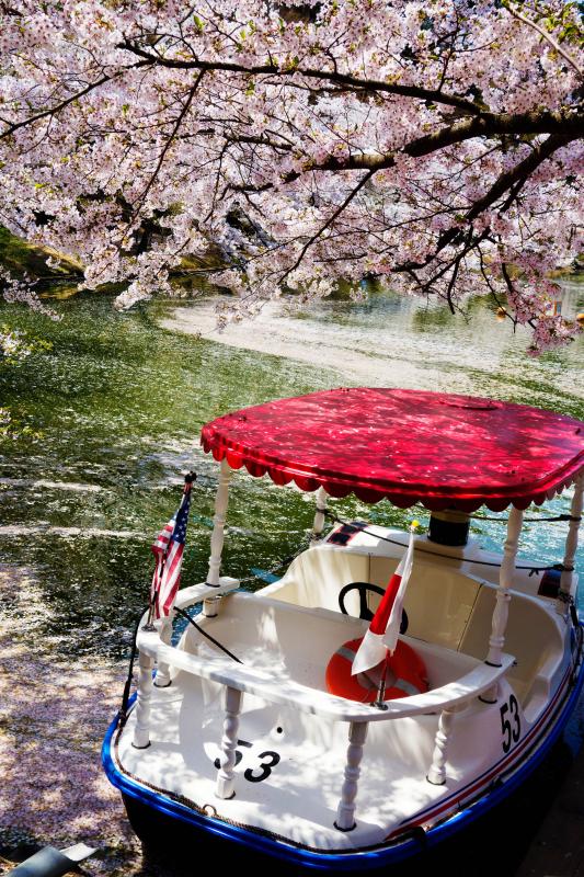 [ 臥竜公園の桜 ]  