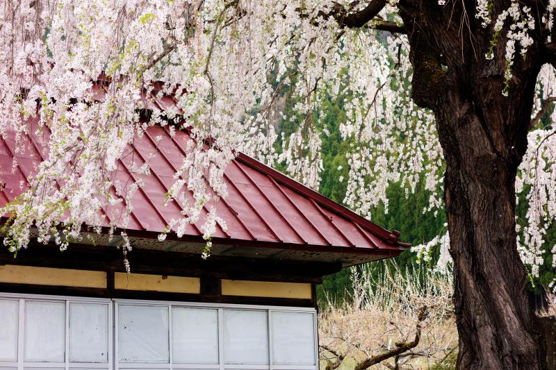 [ 中塩のしだれ桜・阿弥陀堂 ]  阿弥陀堂の赤い屋根とピンクの桜が良く似合います。