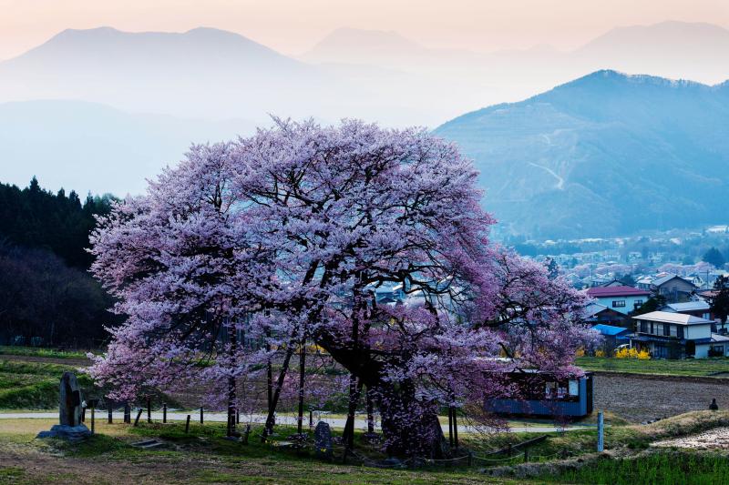 [ 夕暮れ時の黒部のエドヒガン ]  桜に当たる夕日により立体的に見えます。