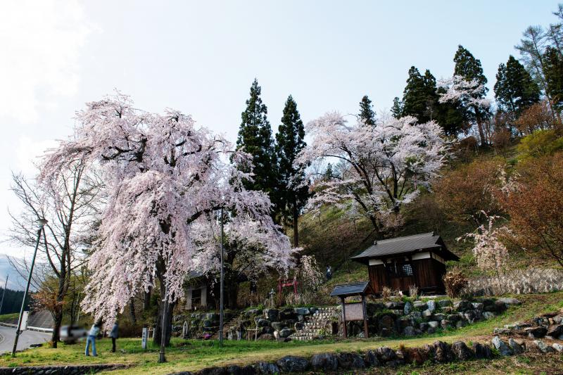 [ 徹然桜 ]  白馬岩岳スキー場の入口にある一本桜です。