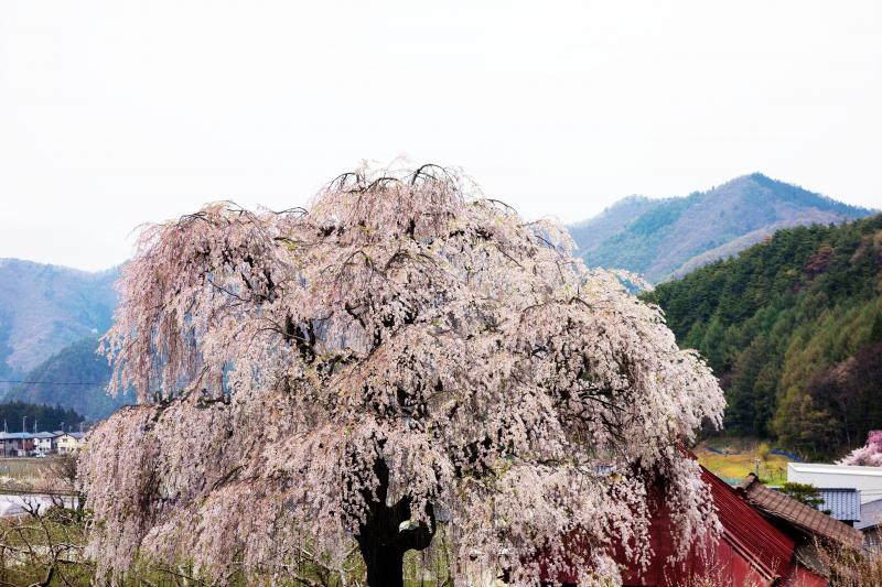 [ 中塩のしだれ桜 ]  赤い屋根の阿弥陀堂の横にあります。