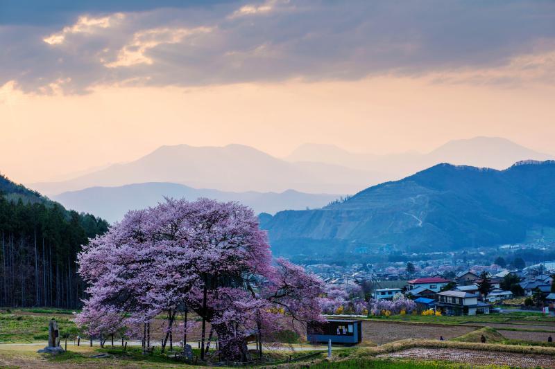 [ 黒部のエドヒガンと北信の山々 ]  綺麗な夕焼けでした。