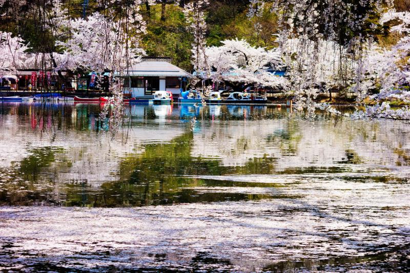 [ 臥竜公園の桜とボート乗り場 ]  湖畔にはボート乗り場があります。