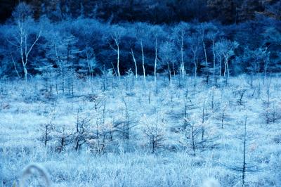 凍り付いて固まった木々